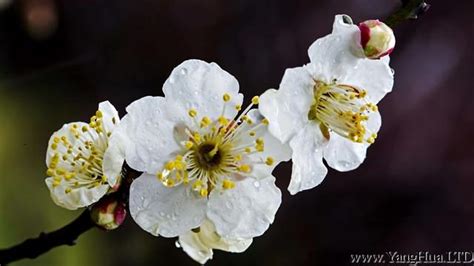 梅花吉祥話|梅花的花語含義及象徵意義介紹